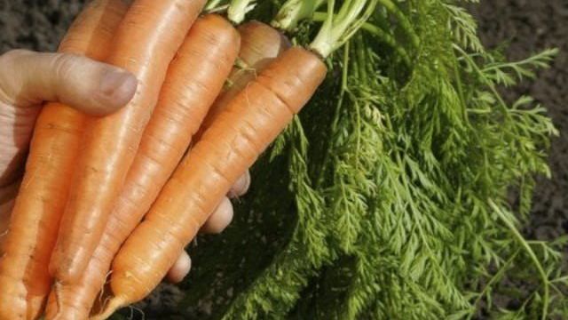 Разбираем строение корневой системы моркови