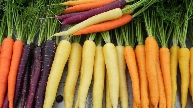 Сорта моркови — обзор лучших сортов