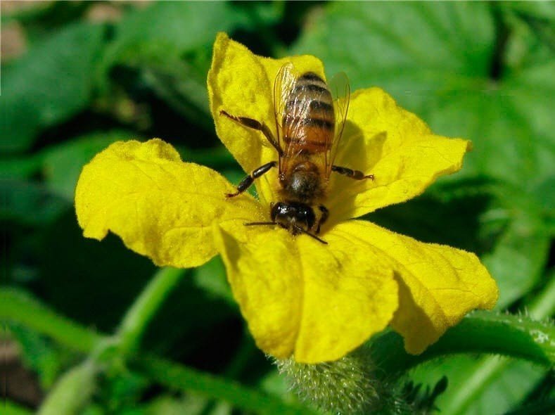 Пчёлы опыляют огурцы