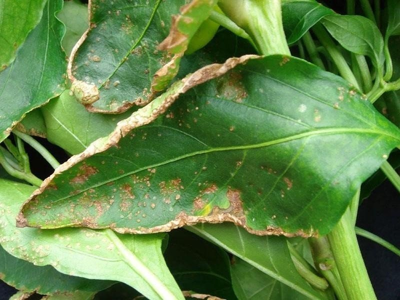 Антуриум болезни листьев ржавчина