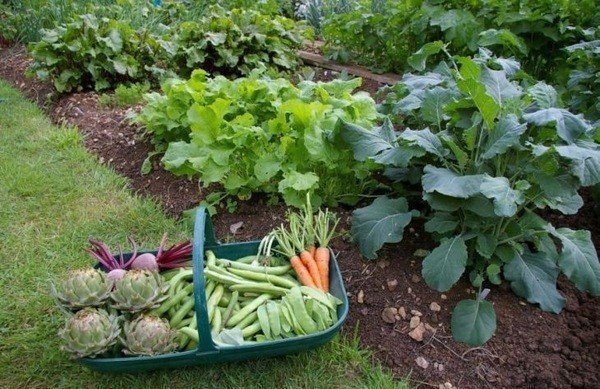 Соседство овощей на грядках