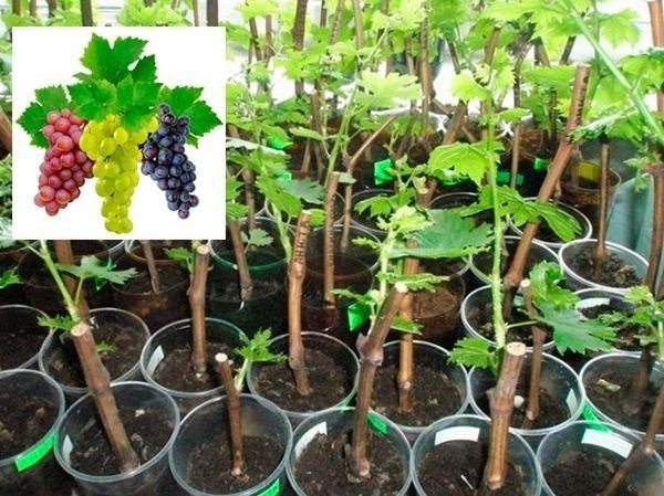 Черенки виноград изабелла