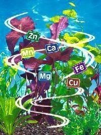 Химические элементы в растениях