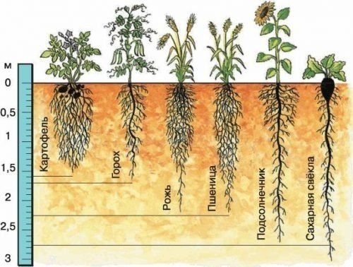 Глубина проникновения в почву корней растений