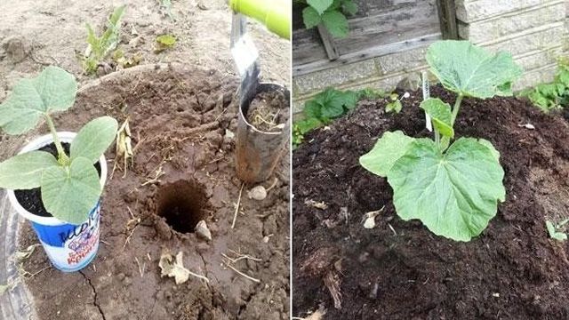 Правила посадки тыквы рассадой в открытый грунт
