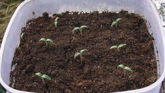Агротехника выращивания и характеристика сорта томата Добрый F1