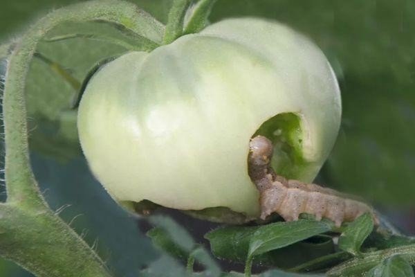 Гусеница белокрылки на помидорах