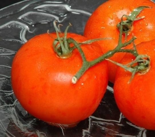 Индетерминантные томаты