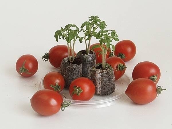Маленькие помидоры
