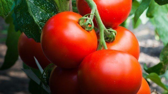 Ляна: описание сорта томата, характеристики помидоров, выращивание