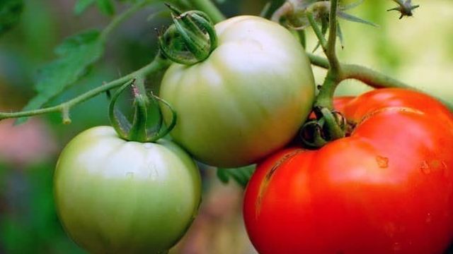 Получение урожая до 70 кг томатов с куста, применяя метод И