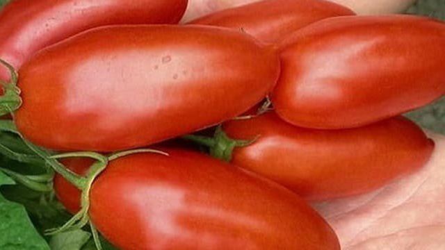 Сорт помидоров (томатов) «Дамский угодник»