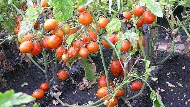 Томат кмициц: характеристика и описание сорта, урожайность, фото, отзывы
