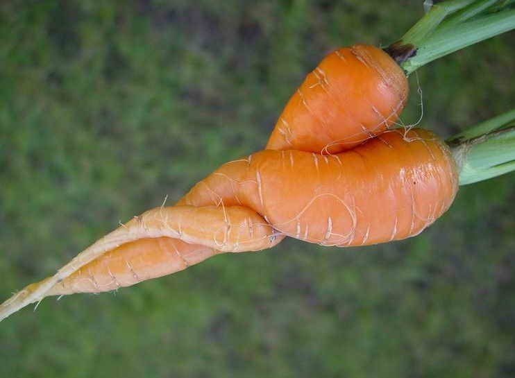 Альтернариоз моркови моркови