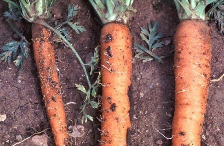 Бурая пятнистость моркови