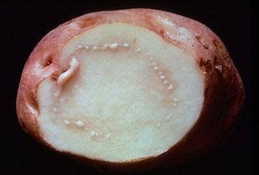 Clavibacter кольцевая гниль картофеля