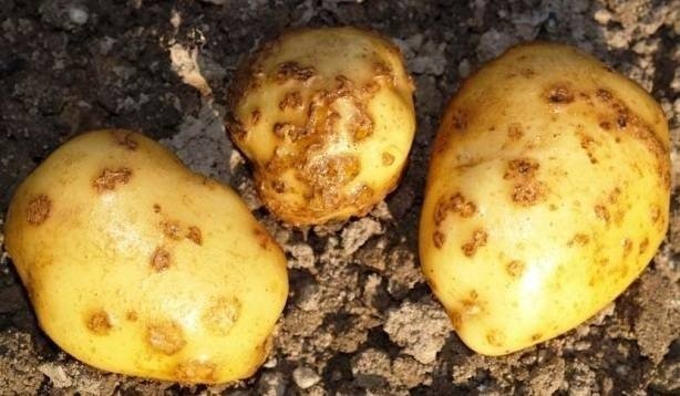 Обыкновенная парша картофеля возбудитель
