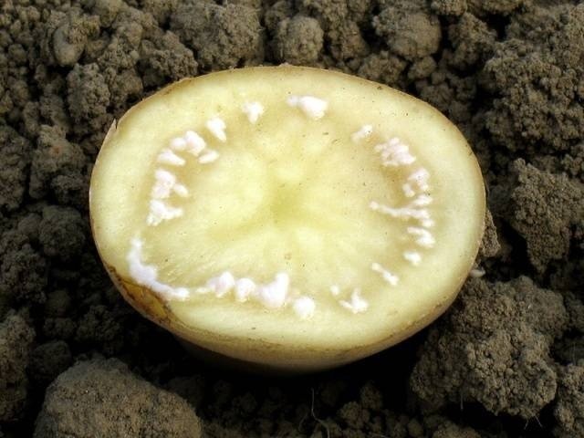 Ralstonia solanacearum на картофеле