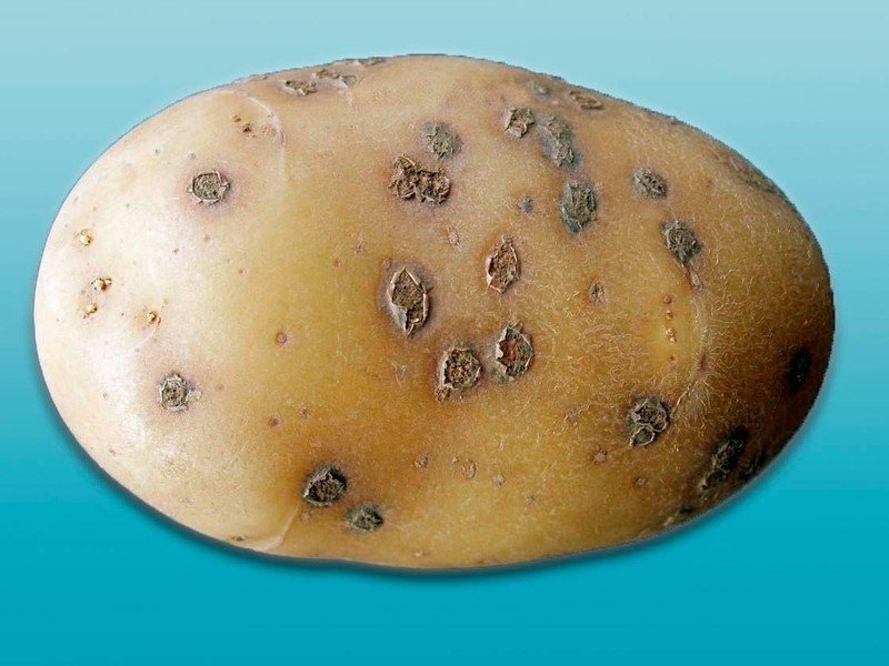 Почему у картофеля парша