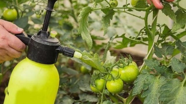 От чего помогает трихопол, как разводить и как опрыскивать томаты