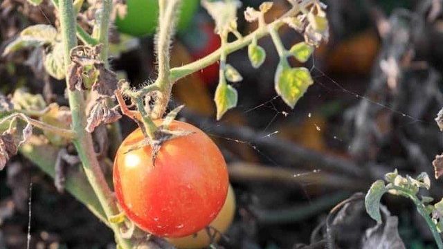 Вянут листья у томатов в теплице