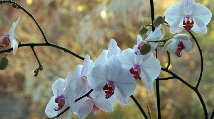 Орхидея фаленопсис повторное цветение