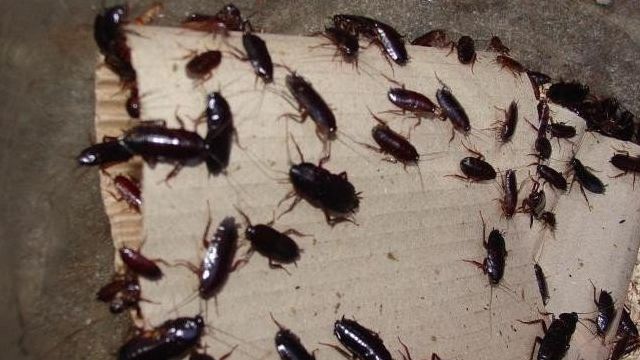 Черные жуки в квартире: их виды и методы борьбы с ними