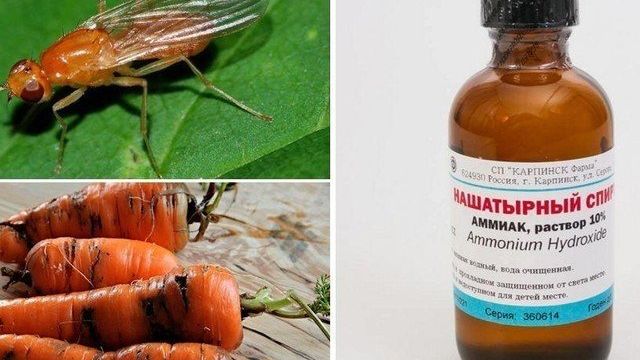 Морковная муха: как с ней бороться нашатырным спиртом, способы обработки и полива