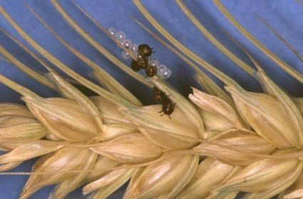 Личинка клопа черепашки на пшенице