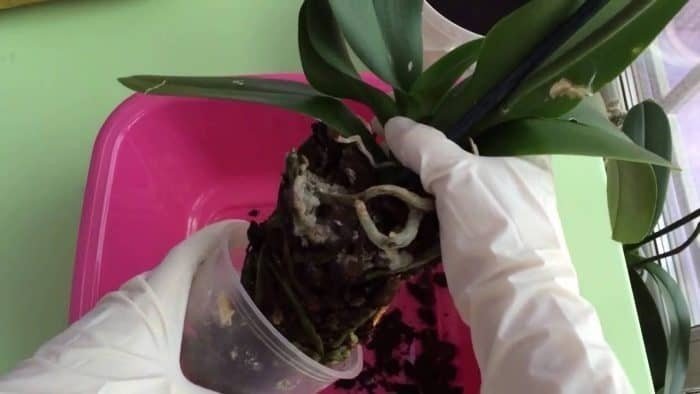Орхидея фаленопсис без грунта