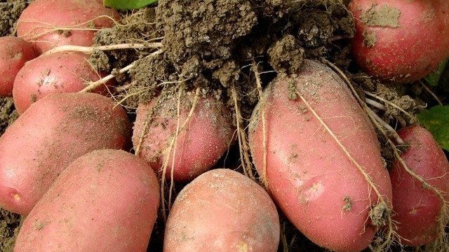 Удобрение для картофеля: минеральная подкормка для культуры