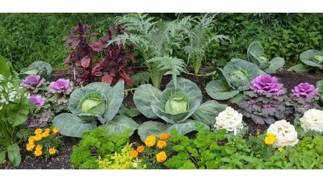 Выращивание овощей на даче: основные условия и особенности