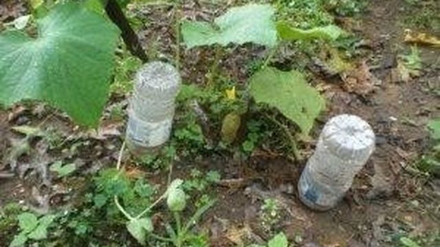 Как организовать подземный полив в теплице с помощью вкопанных пластиковых бутылок