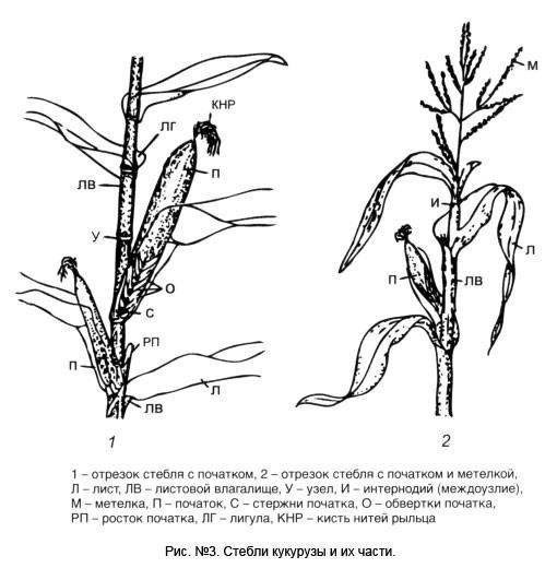 Тип стебля у кукурузы