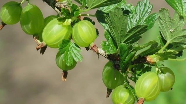 Крыжовник обыкновенный – это ягода или фрукт, как он выглядит, где растет и как называется по-другому