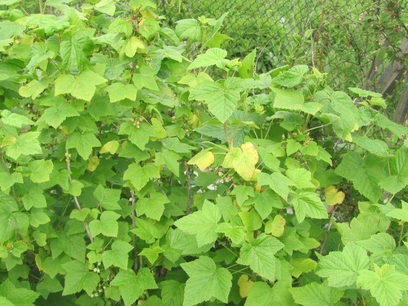 Виноград ароматный vitis riparia