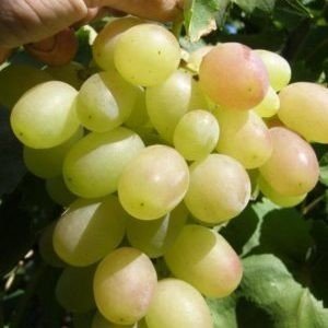 Виноград плодовый богатяновский