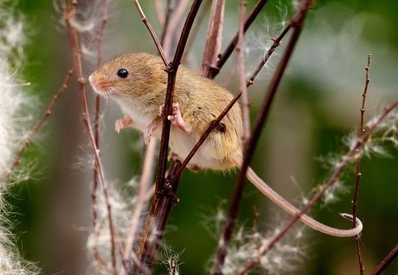 Мышь-малютка – micromys minutus