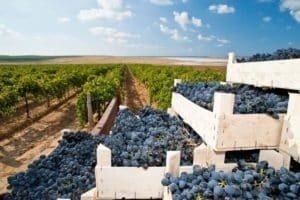 Виноградные плантации в краснодарском крае