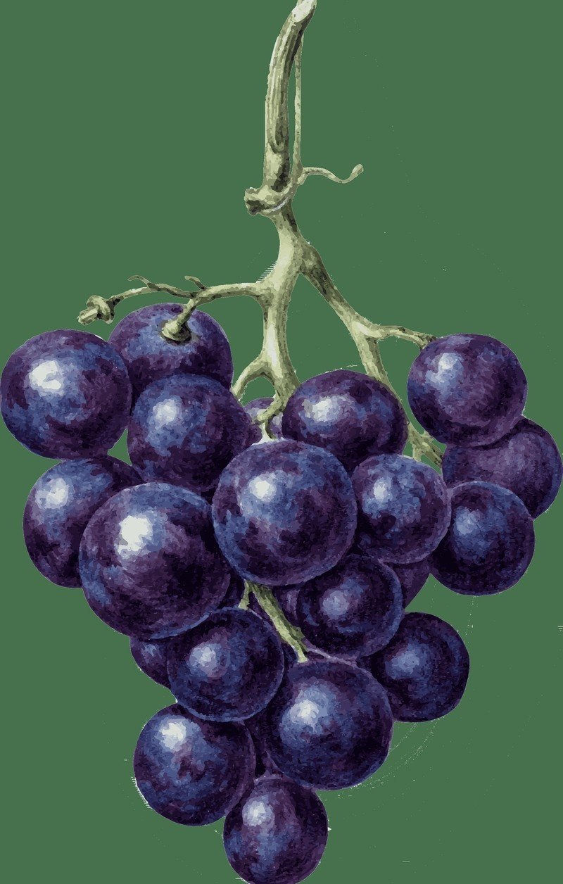 Виноград монарх