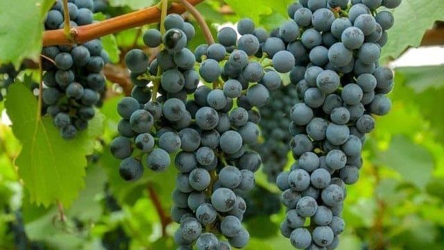 Таежный — описание сорта винограда и особенности выращивания