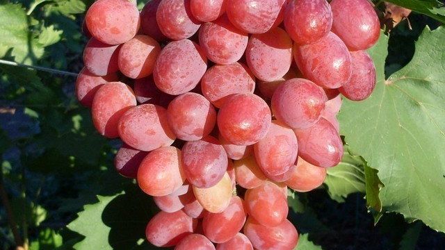 Виноград Рубиновый Юбилей: характеристика и описание сорта, посадка и уход
