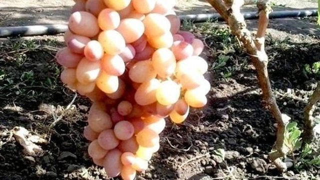 Виноград «рута» — красивый девичий сорт со сладким черешнево-мускатным вкусом