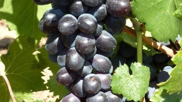 Подробное описание сорта винограда « Забава»