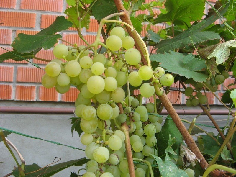 Виноград плодовый августин