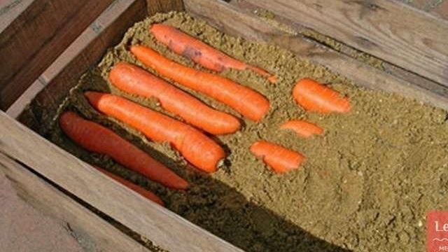 Хранение моркови на зиму в погребе, квартире и подвале