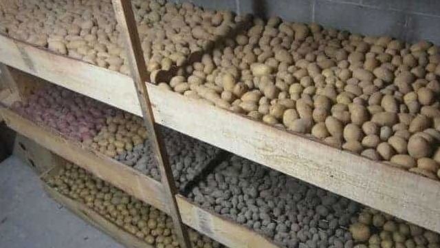 Методы хранения картошки в погребе в зимнее время