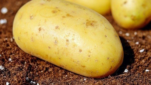Как сушить картошку на зиму или в поход