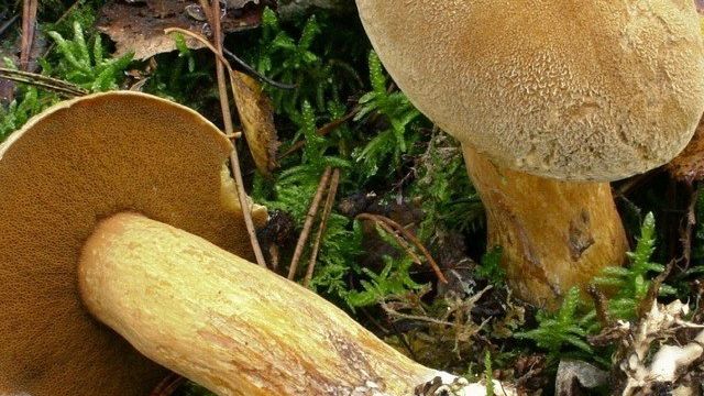 Как заморозить грибы моховики