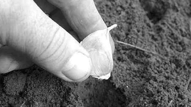 Озимый или яровой: технология посадки и выращивания чеснока
